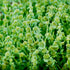 Horehound